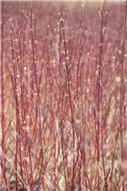 Cornus alba 'Sibirica' - Purpur-Hartriegel 'Sibirica' Cornus alba 'Sibirica' - Purpur-Hartriegel 'Sibirica'