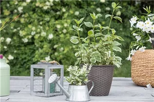 Cornus alba 'Sibirica Variegata' - Hartriegel 'Sibirica Variegata'