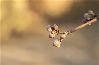 Cornus mas 'Golden Glory' - Kornelkirsche 'Golden Glory'
