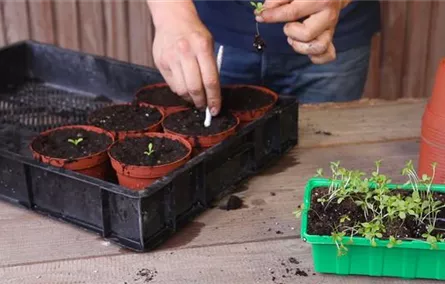 Zwergastern - Pikieren Zwergastern - Pikieren