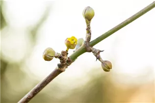 Cornus mas 'Golden Glory' - Kornelkirsche 'Golden Glory'