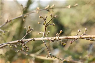 Cornus mas 'Golden Glory' - Kornelkirsche 'Golden Glory'