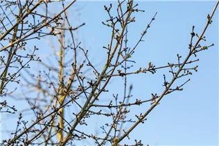 Cornus mas 'Golden Glory' - Kornelkirsche 'Golden Glory'