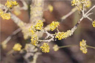 Cornus mas 'Jolico' - Kornelkirsche 'Jolico' Cornus mas 'Jolico' - Kornelkirsche 'Jolico'