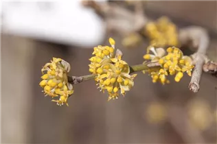 Cornus mas 'Jolico' - Kornelkirsche 'Jolico' Cornus mas 'Jolico' - Kornelkirsche 'Jolico'