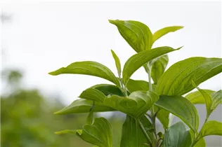 Cornus mas 'Jolico' - Kornelkirsche 'Jolico' Cornus mas 'Jolico' - Kornelkirsche 'Jolico'