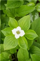 Cornus canadensis - Teppich-Hartriegel Cornus canadensis - Teppich-Hartriegel