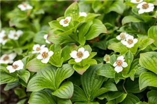 Cornus canadensis - Teppich-Hartriegel Cornus canadensis - Teppich-Hartriegel