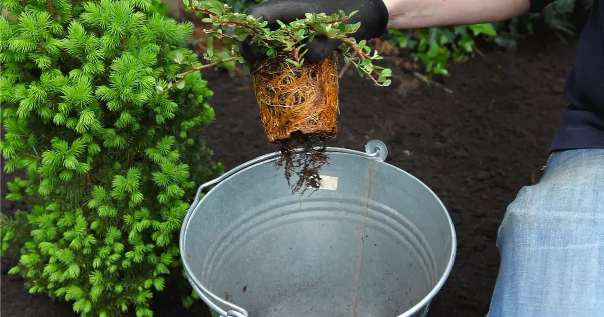  - Zwergmispel - Einpflanzen im Garten
