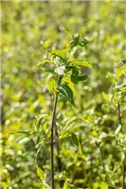 Cornus mas 'Schönbrunner Gourmet Dirndl' - Kornelkirsche 'Schönbrunner Gourmet Dirndl'