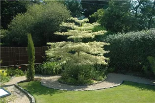 Cornus controversa 'Variegata' - Hoher Weißbunter Etagen-Hartriegel 'Variegata' Cornus controversa 'Variegata' - Hoher Weißbunter Etagen-Hartriegel 'Variegata'