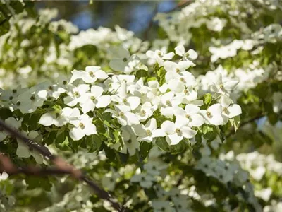 Cornus florida - Amerikanischer Blumen-Hartriegel Cornus florida - Amerikanischer Blumen-Hartriegel