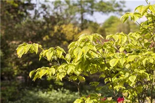 Cornus florida 'Rainbow' - Amerikanischer Blumen-Hartriegel 'Rainbow' Cornus florida 'Rainbow' - Amerikanischer Blumen-Hartriegel 'Rainbow'