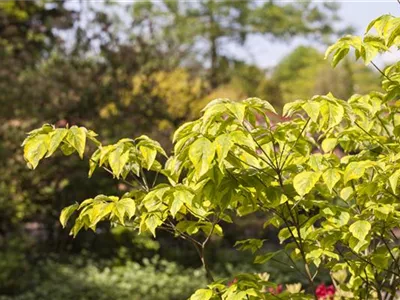 Cornus florida 'Rainbow' - Amerikanischer Blumen-Hartriegel 'Rainbow' Cornus florida 'Rainbow' - Amerikanischer Blumen-Hartriegel 'Rainbow'