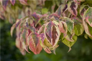 Cornus florida 'Cherokee Sunset' - Amerikanischer Blumen-Hartriegel 'Cherokee Sunset' Cornus florida 'Cherokee Sunset' - Amerikanischer Blumen-Hartriegel 'Cherokee Sunset'