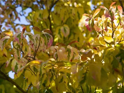 Cornus florida 'Cherokee Sunset' - Amerikanischer Blumen-Hartriegel 'Cherokee Sunset' Cornus florida 'Cherokee Sunset' - Amerikanischer Blumen-Hartriegel 'Cherokee Sunset'