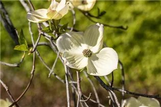 Cornus florida - Amerikanischer Blumen-Hartriegel Cornus florida - Amerikanischer Blumen-Hartriegel