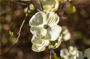 Cornus florida - Amerikanischer Blumen-Hartriegel Cornus florida - Amerikanischer Blumen-Hartriegel