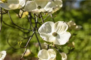 Cornus florida - Amerikanischer Blumen-Hartriegel Cornus florida - Amerikanischer Blumen-Hartriegel