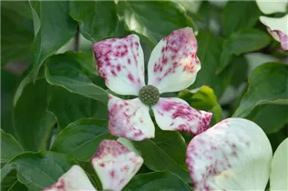 Cornus florida - Amerikanischer Blumen-Hartriegel Cornus florida - Amerikanischer Blumen-Hartriegel