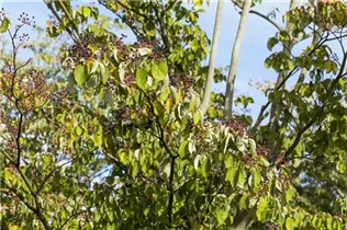 Cornus sanguinea - Roter Hartriegel Cornus sanguinea - Roter Hartriegel