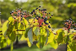 Cornus sanguinea - Roter Hartriegel Cornus sanguinea - Roter Hartriegel