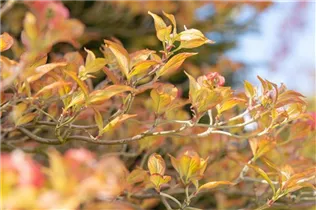 Cornus florida 'Cherokee Sunset' - Amerikanischer Blumen-Hartriegel 'Cherokee Sunset' Cornus florida 'Cherokee Sunset' - Amerikanischer Blumen-Hartriegel 'Cherokee Sunset'