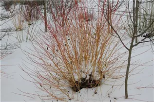 Cornus sanguinea 'Winter Flame' - Roter Hartriegel 'Winter Flame' Cornus sanguinea 'Winter Flame' - Roter Hartriegel 'Winter Flame'
