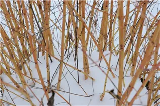 Cornus sanguinea 'Winter Flame' - Roter Hartriegel 'Winter Flame' Cornus sanguinea 'Winter Flame' - Roter Hartriegel 'Winter Flame'