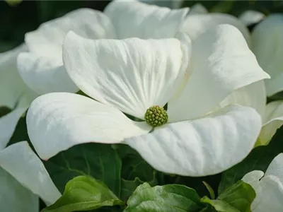 Cornus florida 'Cloud Nine' - Amerikanischer Blumen-Hartriegel 'Cloud Nine' Cornus florida 'Cloud Nine' - Amerikanischer Blumen-Hartriegel 'Cloud Nine'