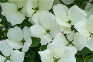Cornus florida 'Cloud Nine' - Amerikanischer Blumen-Hartriegel 'Cloud Nine' Cornus florida 'Cloud Nine' - Amerikanischer Blumen-Hartriegel 'Cloud Nine'