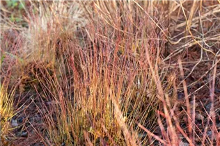 Cornus sericea 'Kelsey' - Niedriger Rotholz-Hartriegel 'Kelsey'