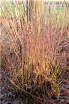 Cornus sericea 'Kelsey' - Niedriger Rotholz-Hartriegel 'Kelsey'