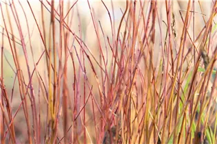 Cornus sericea 'Kelsey' - Niedriger Rotholz-Hartriegel 'Kelsey'