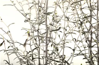 Corokia cotoneaster - Zickzackstrauch Corokia cotoneaster - Zickzackstrauch