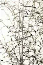 Corokia cotoneaster - Zickzackstrauch Corokia cotoneaster - Zickzackstrauch