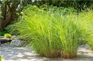 Cortaderia selloana - Pampasgras