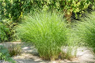 Cortaderia selloana - Pampasgras