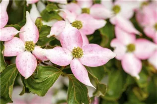 Cornus kousa 'Madame Butterfly' - Japanischer Blumen-Hartriegel 'Madame Butterfly' Cornus kousa 'Madame Butterfly' - Japanischer Blumen-Hartriegel 'Madame Butterfly'