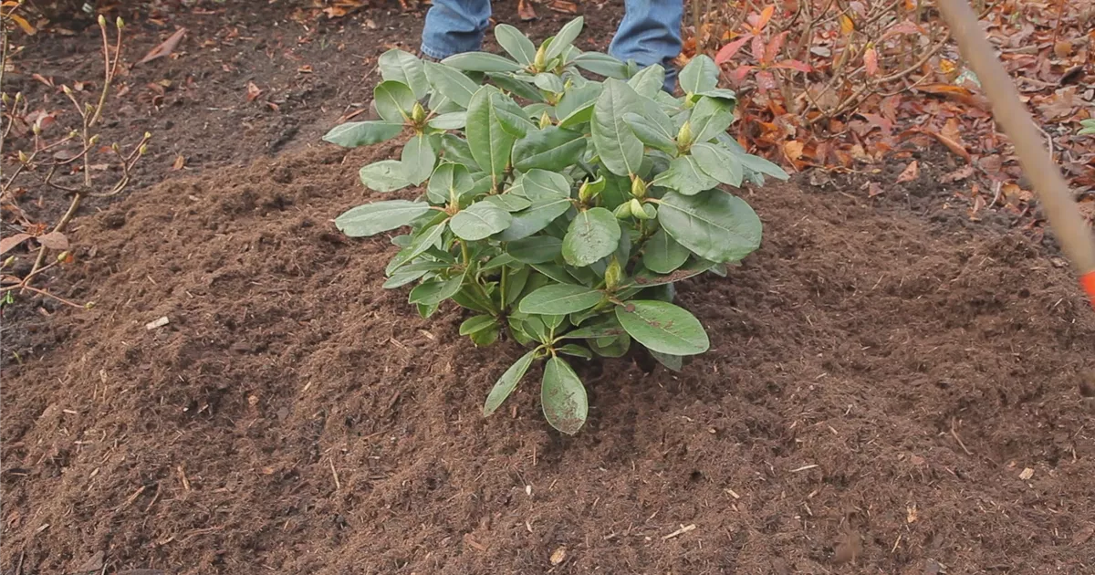  - Rhododendron - Düngen und Mulchen