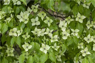 Cornus kousa chinensis 'China Girl' - Japanischer Blumen-Hartriegel 'China Girl'