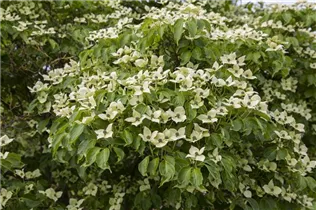 Cornus kousa chinensis 'China Girl' - Japanischer Blumen-Hartriegel 'China Girl'