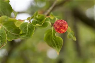 Cornus kousa chinensis 'China Girl' - Japanischer Blumen-Hartriegel 'China Girl'