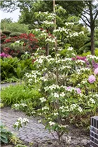 Cornus kousa chinensis 'China Girl' - Japanischer Blumen-Hartriegel 'China Girl'