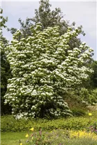 Cornus kousa chinensis 'China Girl' - Japanischer Blumen-Hartriegel 'China Girl'