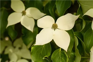 Cornus kousa chinensis 'Claudia' - Japanischer Blumen-Hartriegel 'Claudia'
