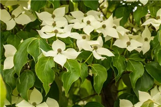 Cornus kousa chinensis 'Claudia' - Japanischer Blumen-Hartriegel 'Claudia'
