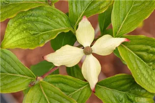 Cornus kousa chinensis 'Claudia' - Japanischer Blumen-Hartriegel 'Claudia'