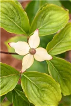 Cornus kousa chinensis 'Claudia' - Japanischer Blumen-Hartriegel 'Claudia'