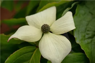 Cornus kousa chinensis 'Claudia' - Japanischer Blumen-Hartriegel 'Claudia'